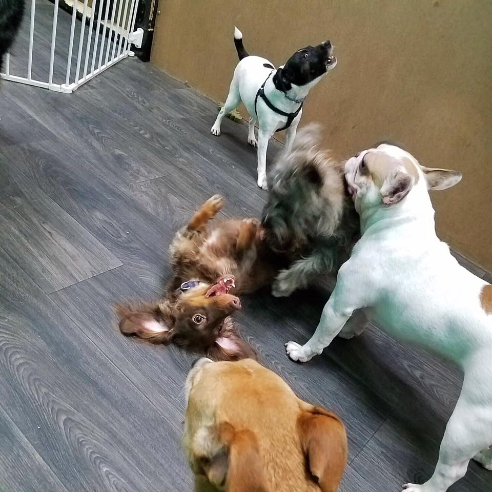 PupVille pups playing