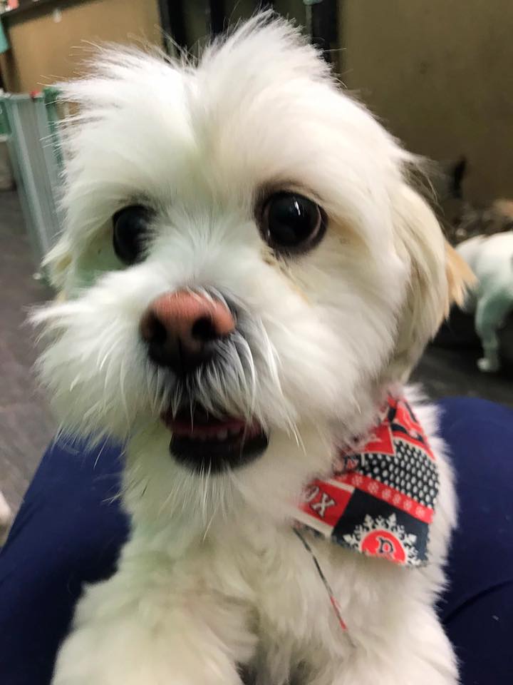 A pup enjoying daycare at PupVille
