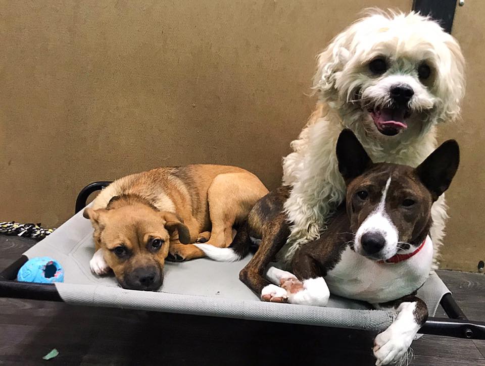 PupVille dogs socializing