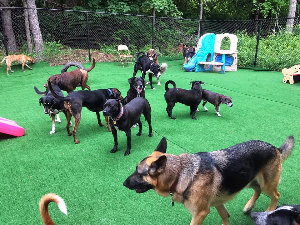 Boarding pups relaxing at PupVille