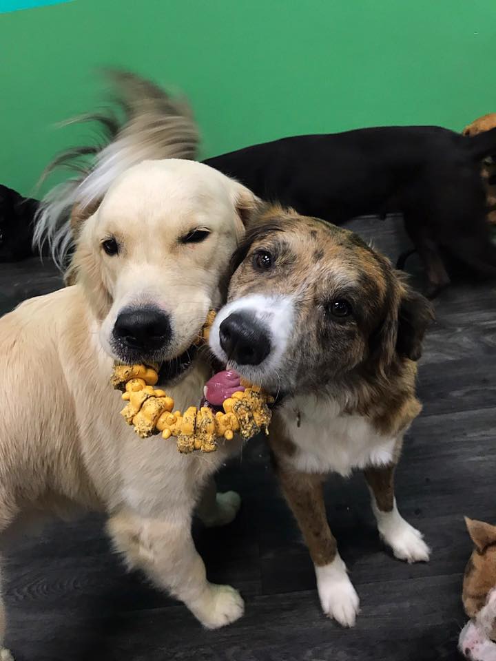 Boarding at PupVille