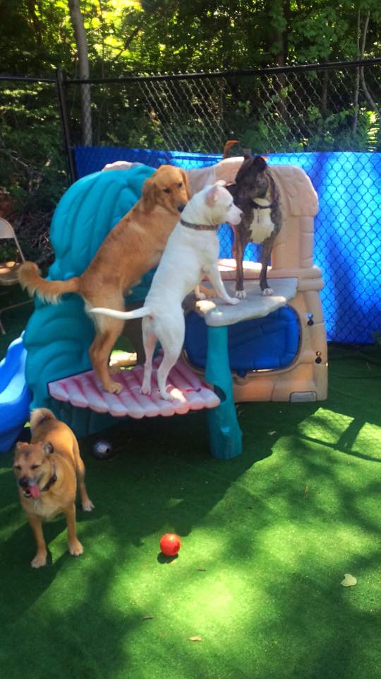 Daycare at PupVille