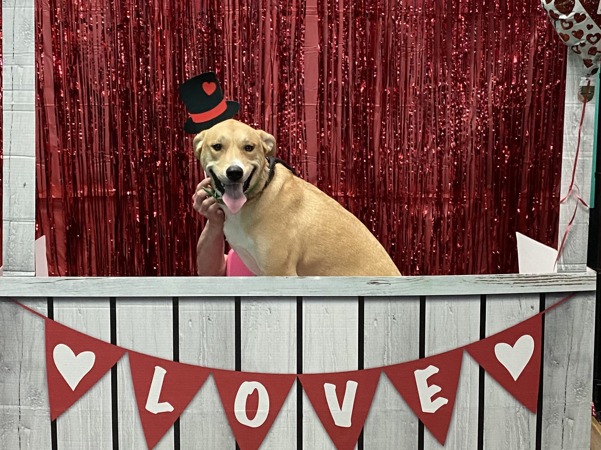 PupVille daycare pups, photo 2