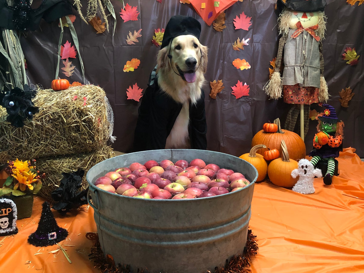 PupVille daycare pups, photo 6