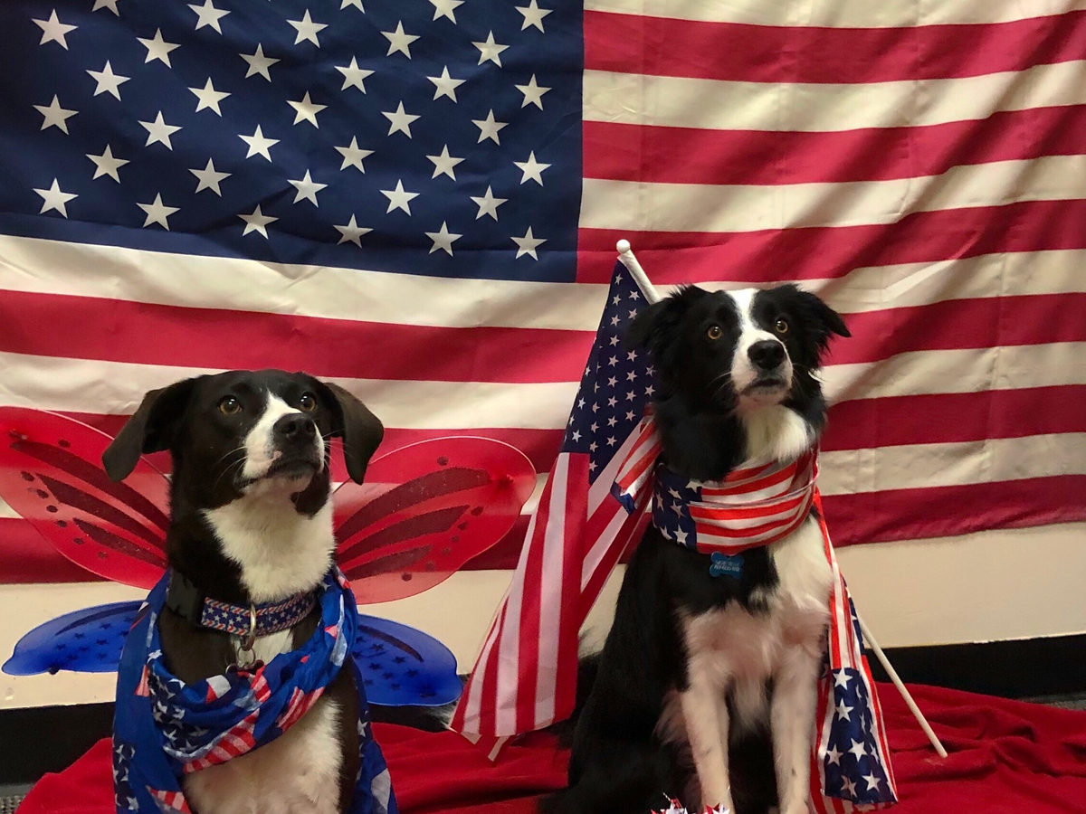 PupVille daycare pups, photo 8