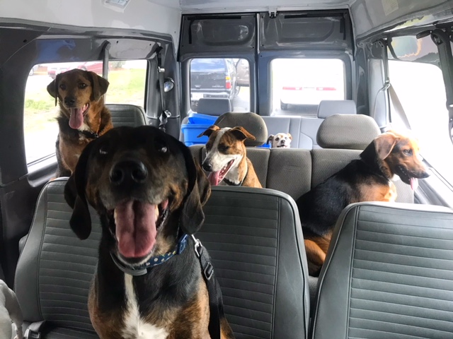 The PupVille Shuttle